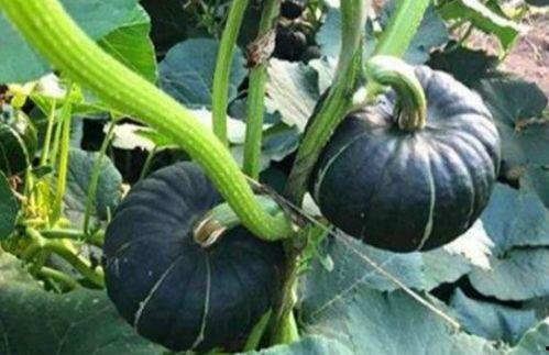 吃瓜群 网红,揭秘网络红人的幕后生活 第3张 吃瓜群 网红,揭秘网络红人的幕后生活 第3张