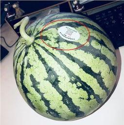 网红吃瓜站,揭秘娱乐圈幕后真相，带你领略明星生活百态  第2张